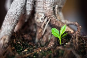 Small tree between roots