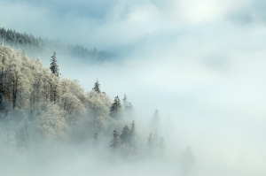 Frosty morning