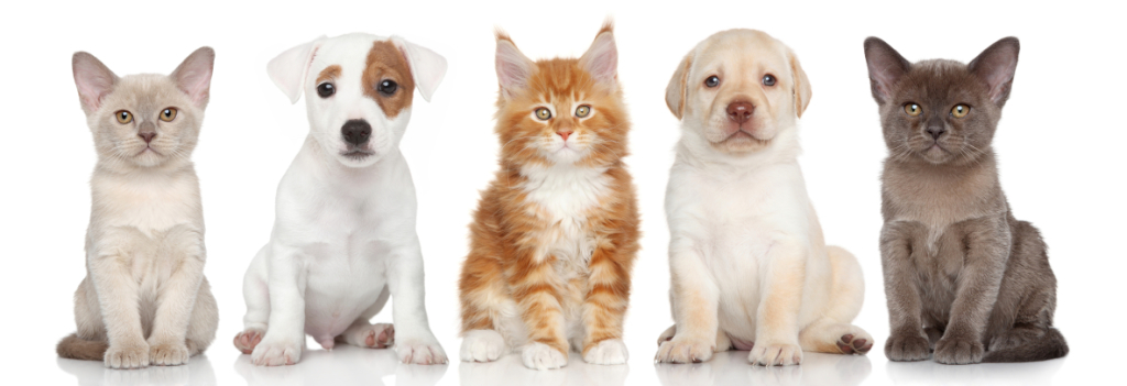 Group of small kitten and puppies